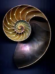 Concha Nautilus Polida 10-12cm