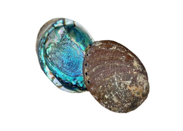 Abalone Concha Verde 18-20cm