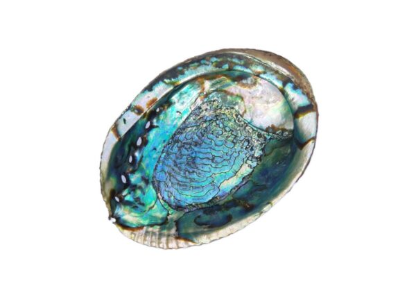 Abalone Grüne Muschel 18-20cm