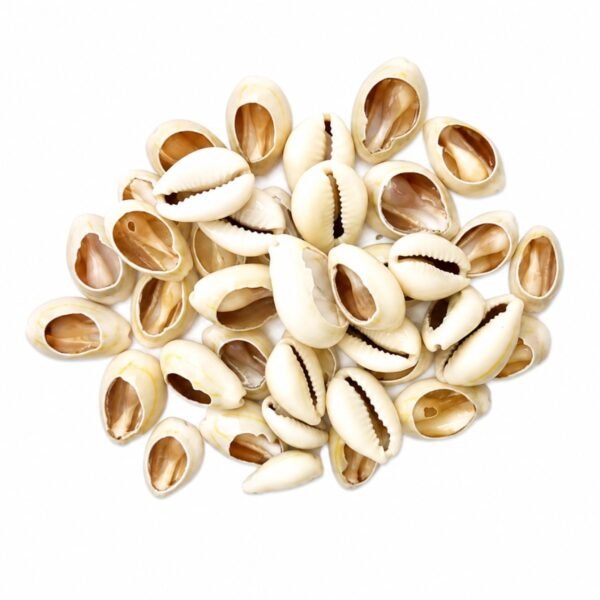 Buzio Cypraea Annulus Aberto