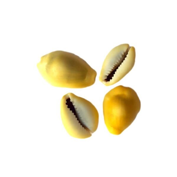 Buzio Cypraea Moneta Natural