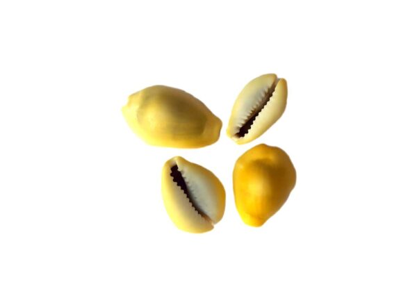 Buzio Cypraea Moneta Natural