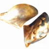Concha Lingua de Tigre 12cm