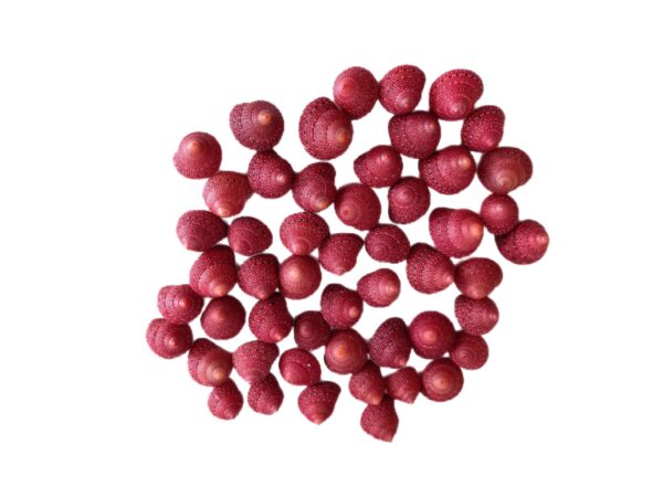 Concha de mar de fresa (Clanculus Puniceus) 100gr