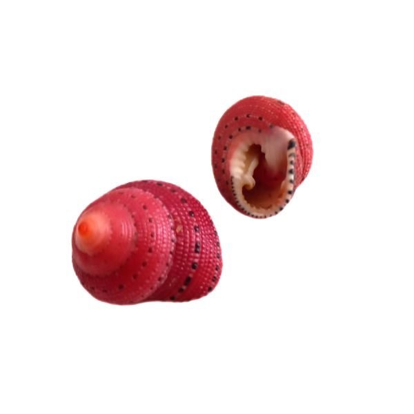 Strawberry Sea Shell (Clanculus Puniceus)