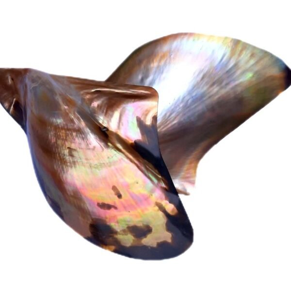 Concha Lingua de Tigre 12cm