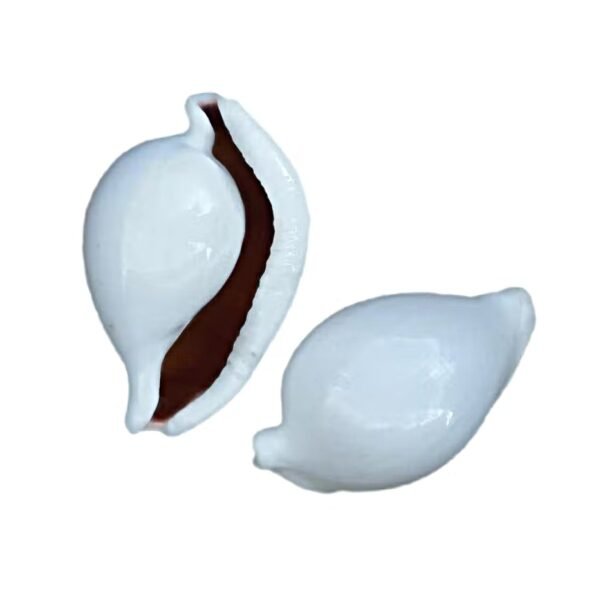 Concha Ovo Cypraea Ovulidae