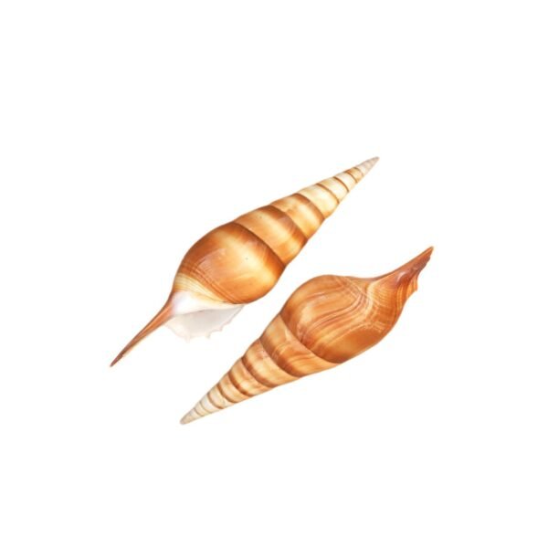 Concha Tibia Melanocheilus