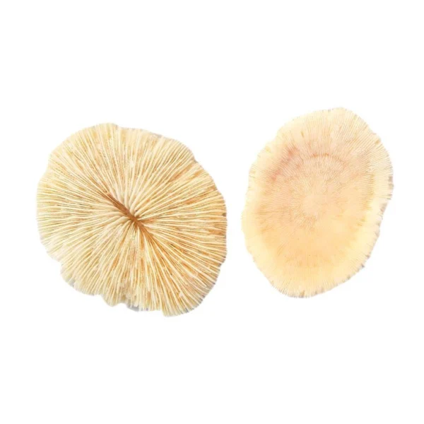 Coral
