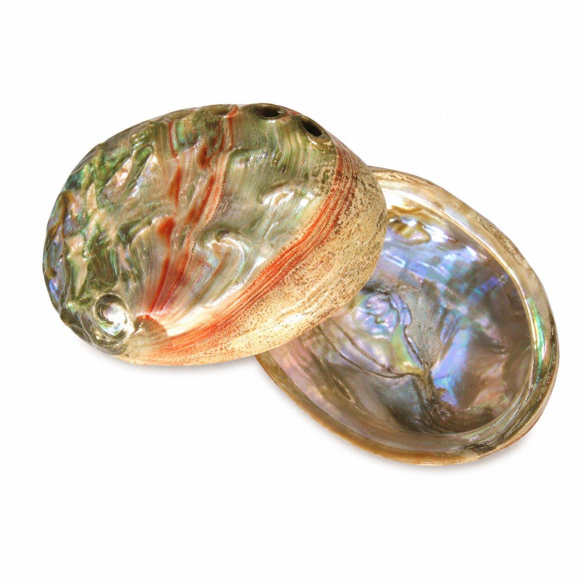 Concha Abalone Vermelha Polida