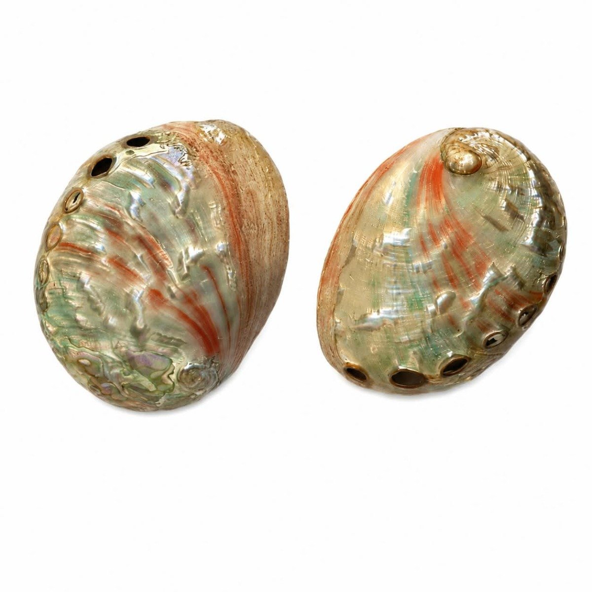 Concha Abalone Vermelha Polida