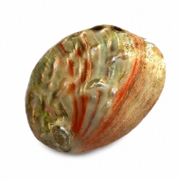 Concha Abalone Vermelha Polida