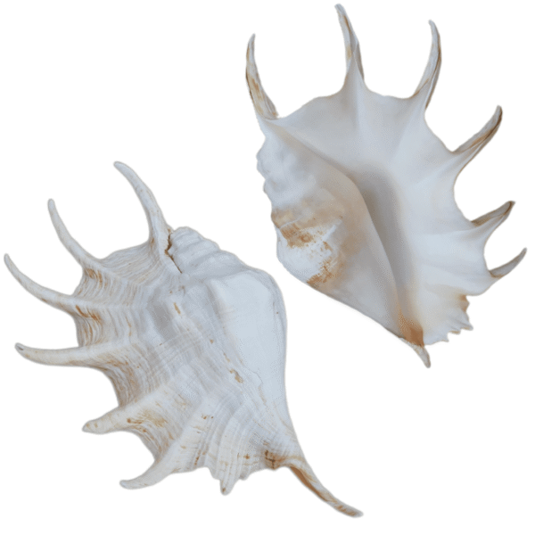 Concha Aranha do Mar Lambis Truncata