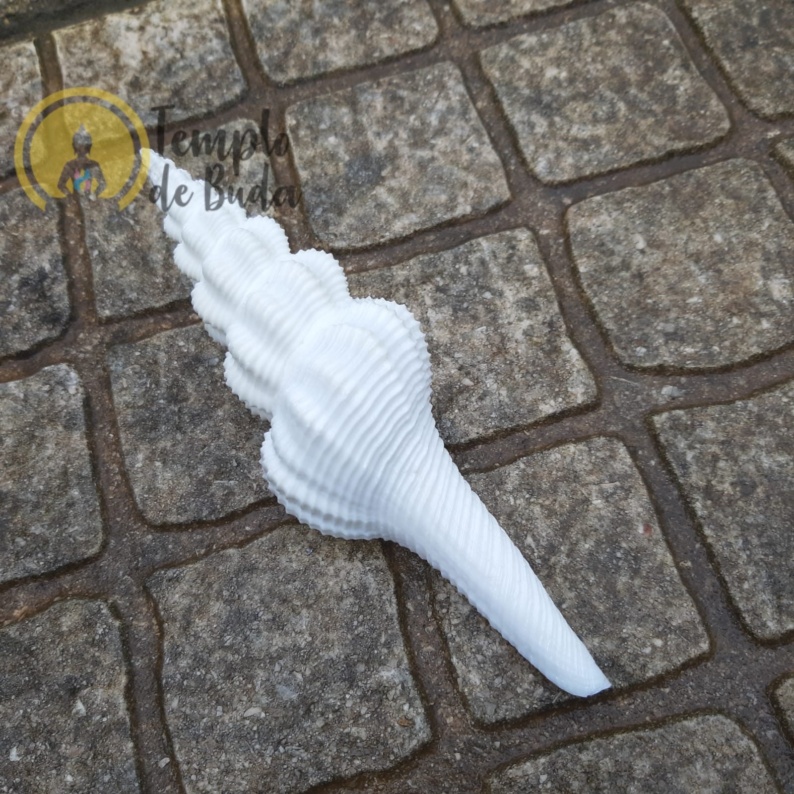 Concha Fusinus Inglorius