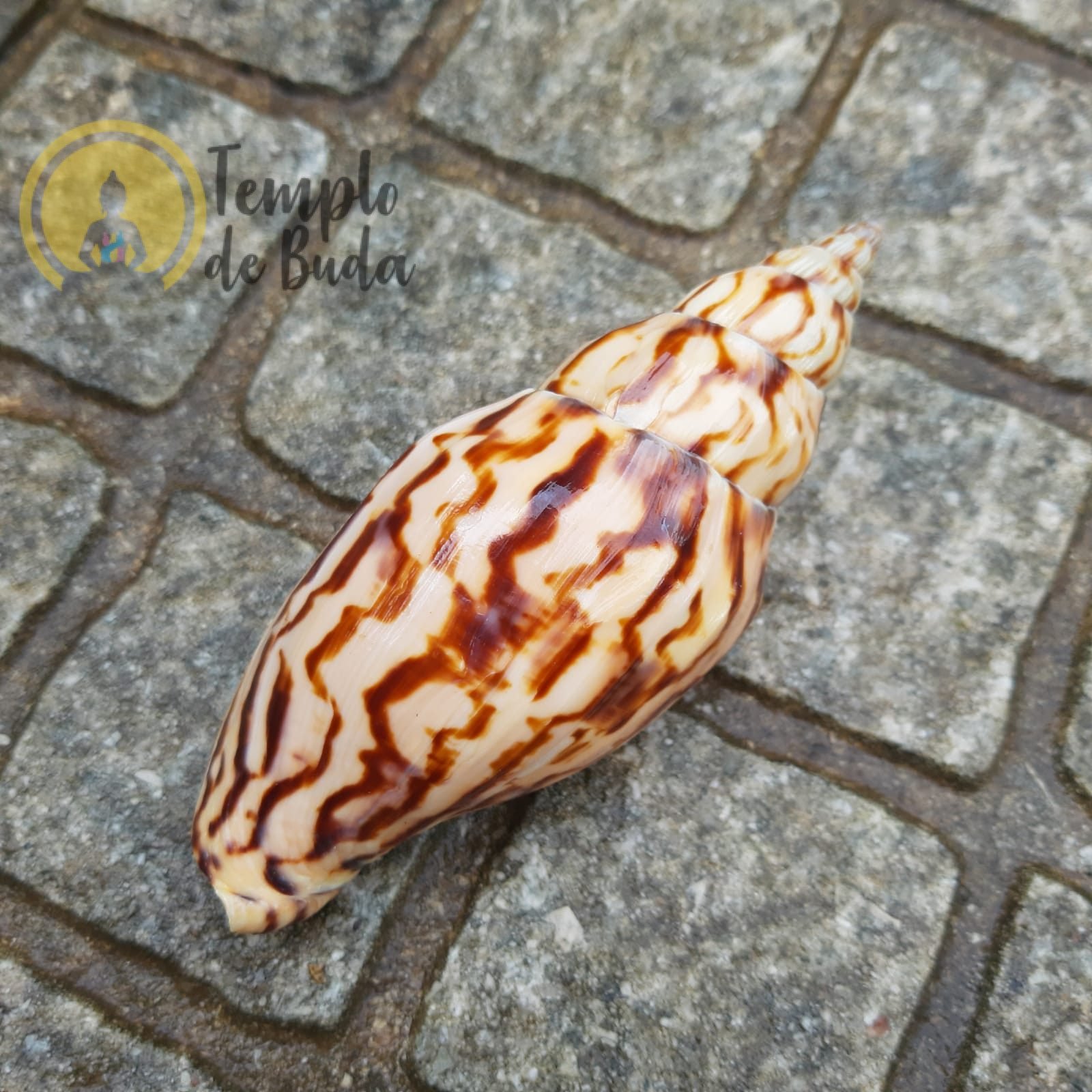 Concha Lapponica Loroisi