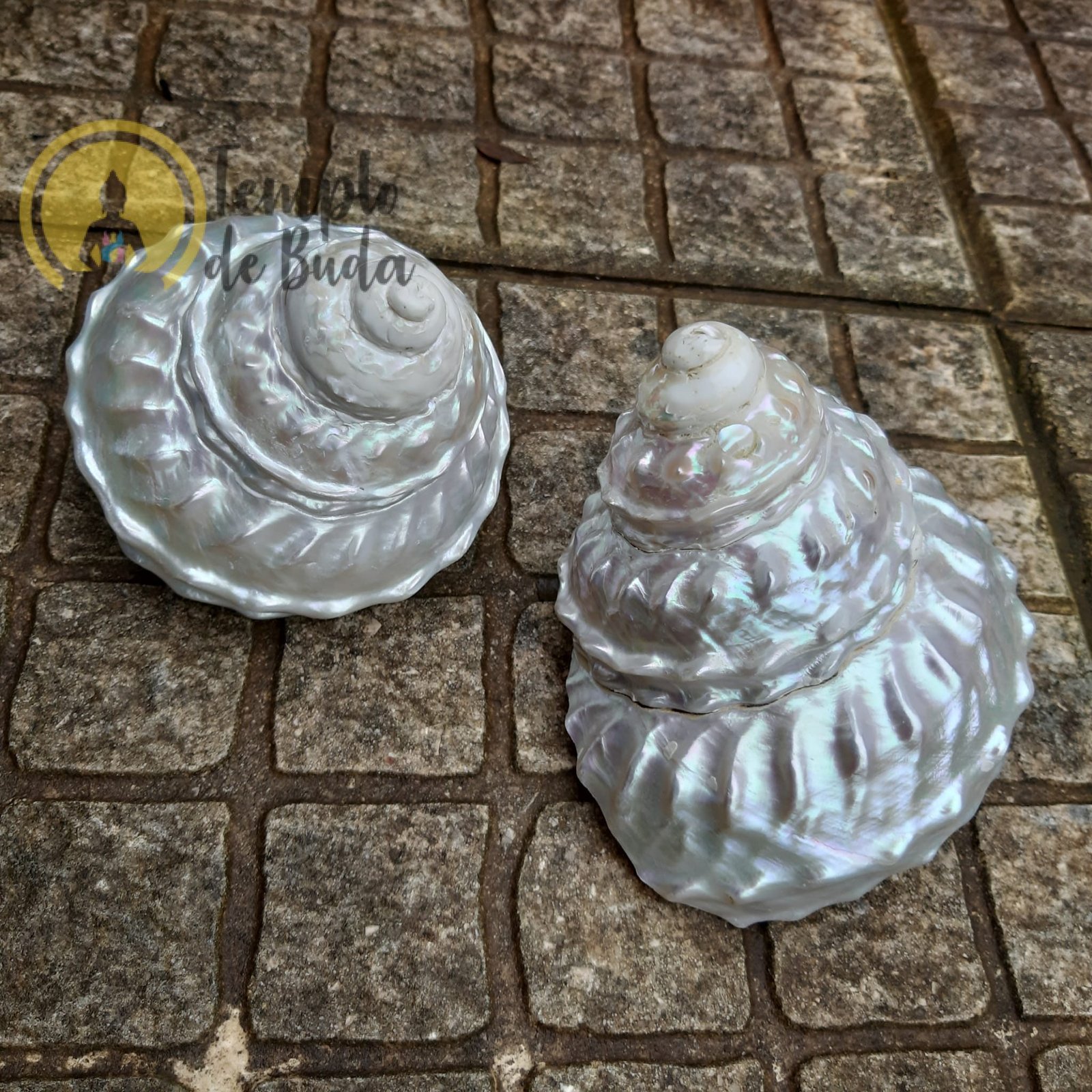 Concha Astraea Undosa XL