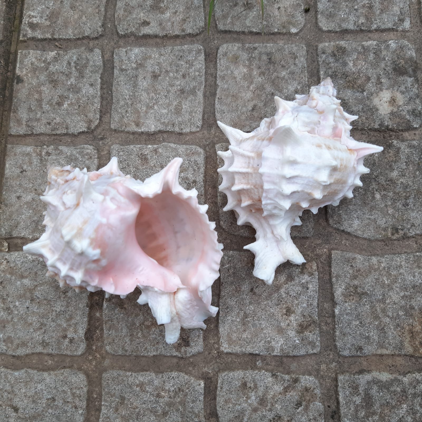 Concha Murex Ramosus Rosa