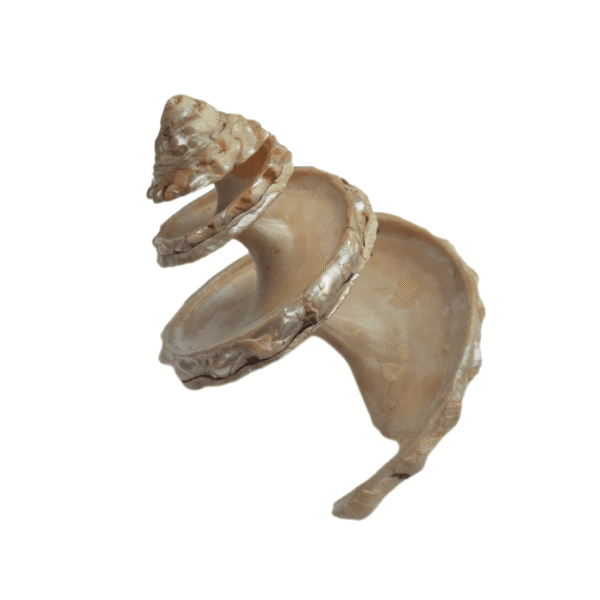 Concha Astraea Undosa Cortada XL