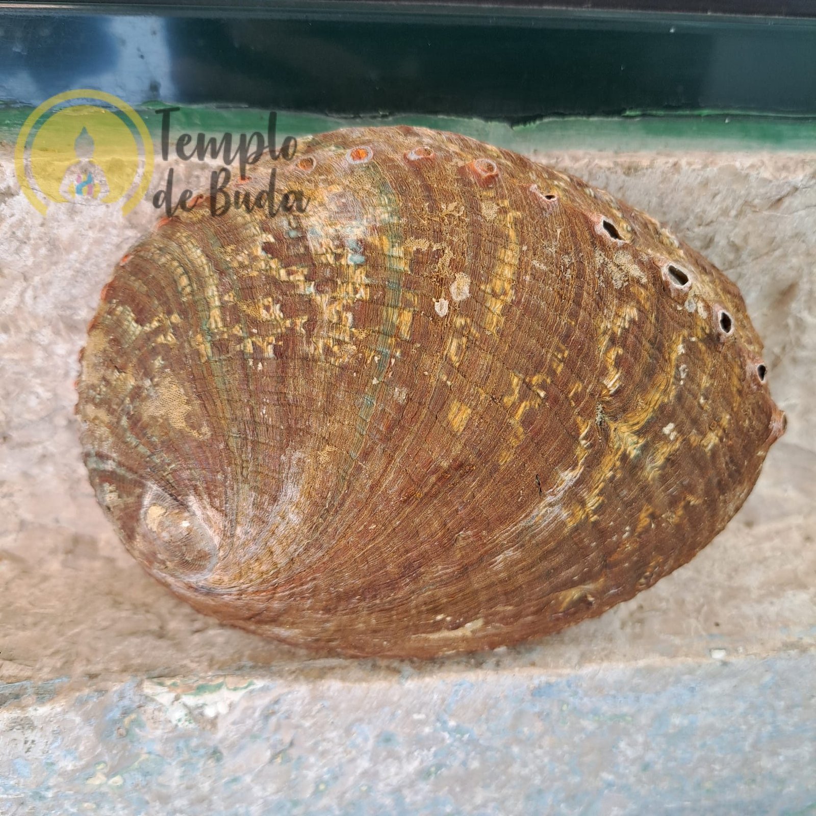 Concha Abalone Verde 14-16 cm