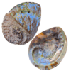 Concha Abalone Branca Meio Polida 14-16 cm