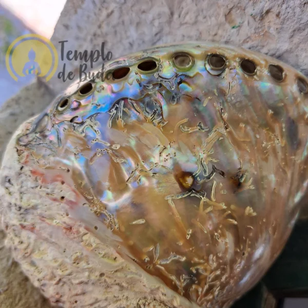 Mezza conchiglia di abalone bianca lucidata 14-16 cm - immagine 5