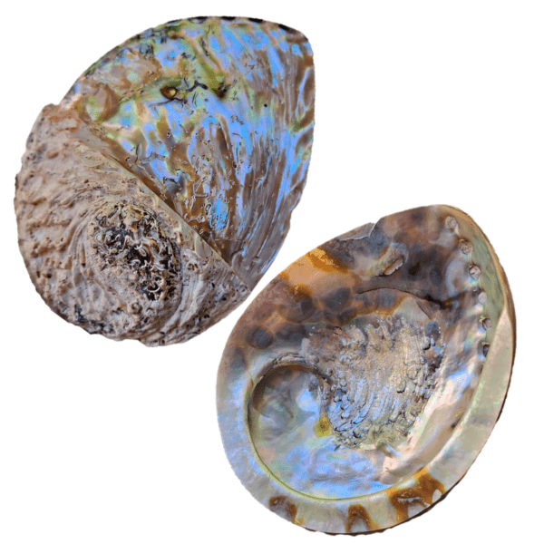 Concha Abalone Branca Meio Polida 14-16 cm