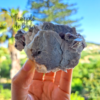 Lepidolita Lilás Bruta com Quartzo Branco 328 gr