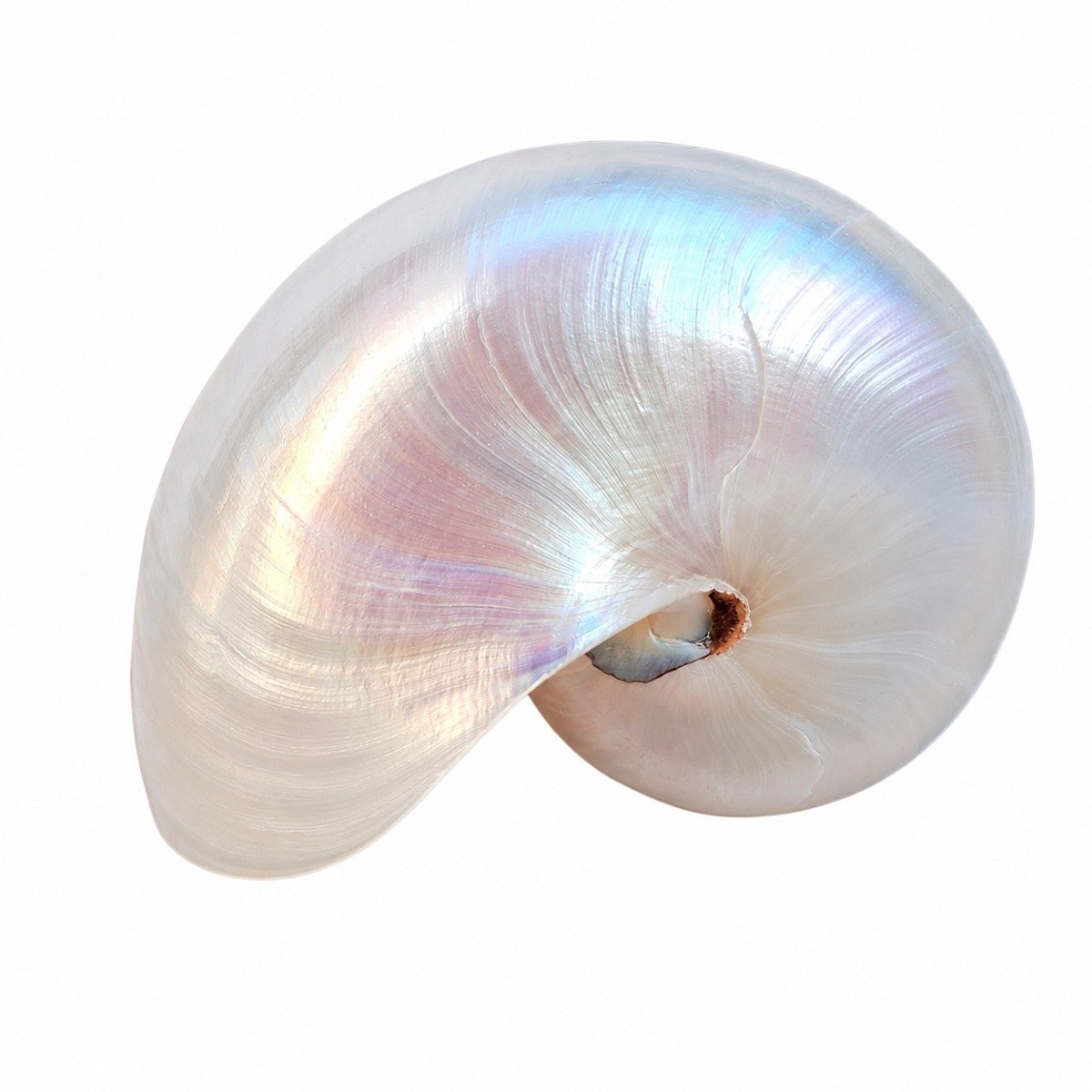 Concha Nautilus Polida