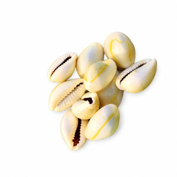 Buzio Cypraea Annulus Natural