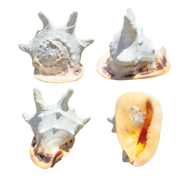 Concha Capacete do Mar Cassis Cornuta