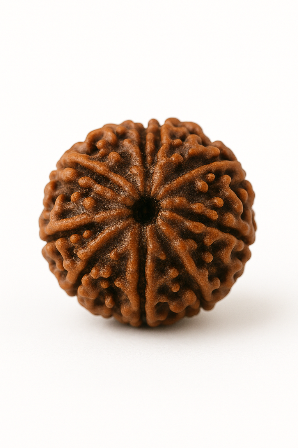 Rudraksha – La semilla hindú de la conexión divina