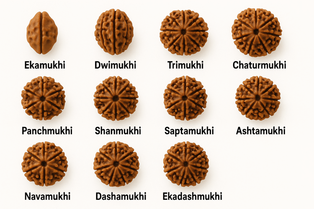 Rudraksha – Cada semilla, energía diferente