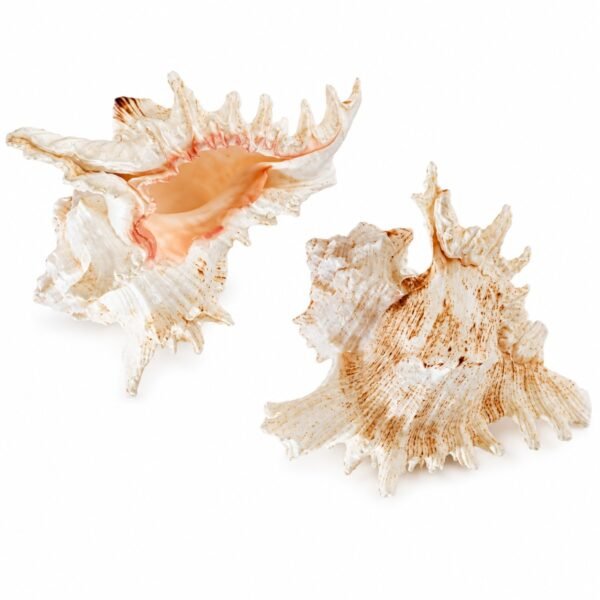 Concha Murex Ramosus