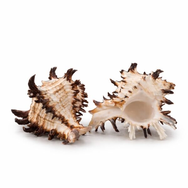 Concha Murex Endivia