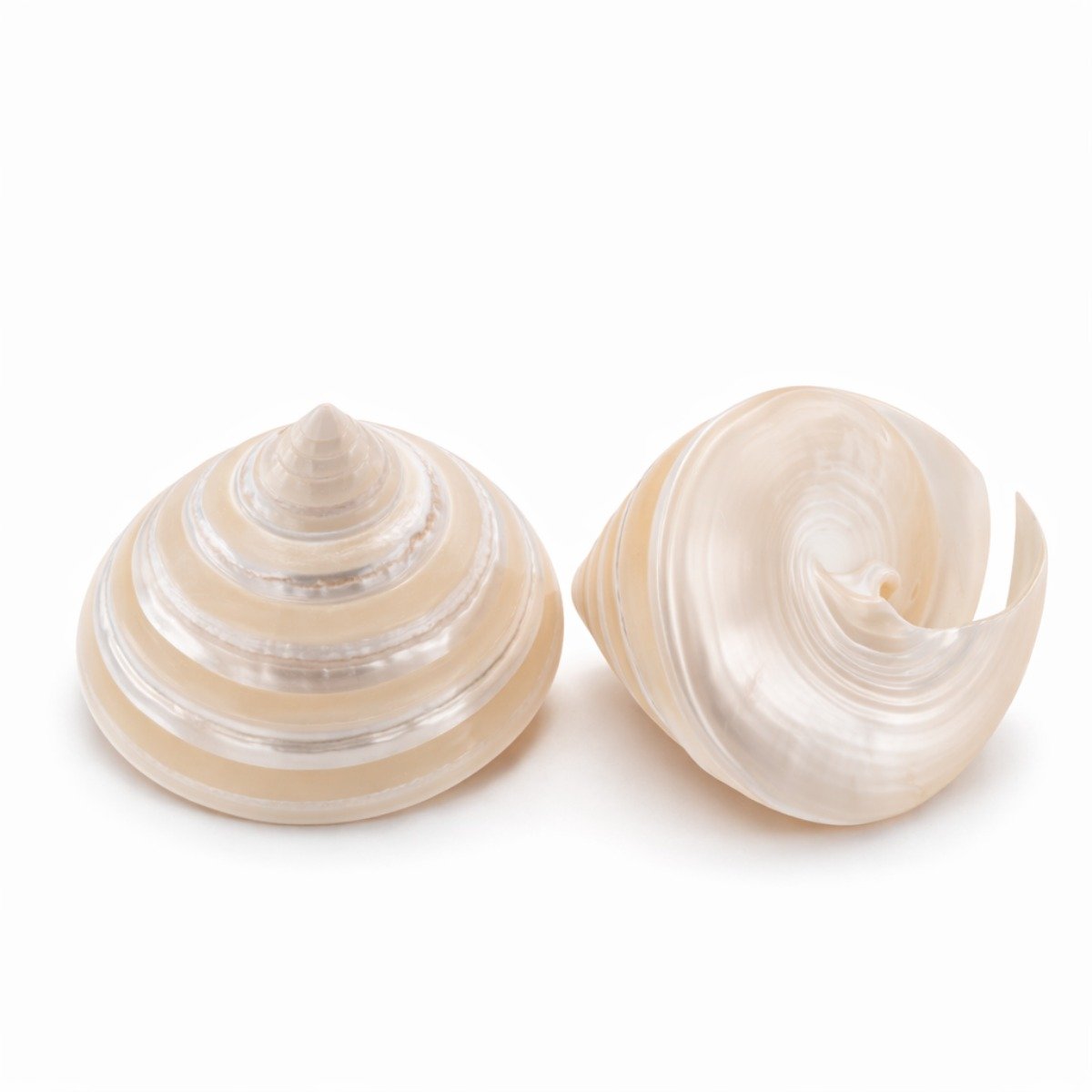 Concha Trochus Niloticus Cortado