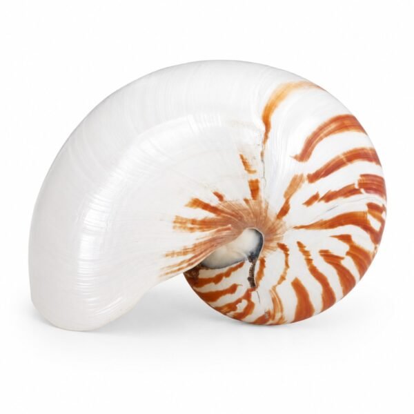 Concha Nautilus Tigre