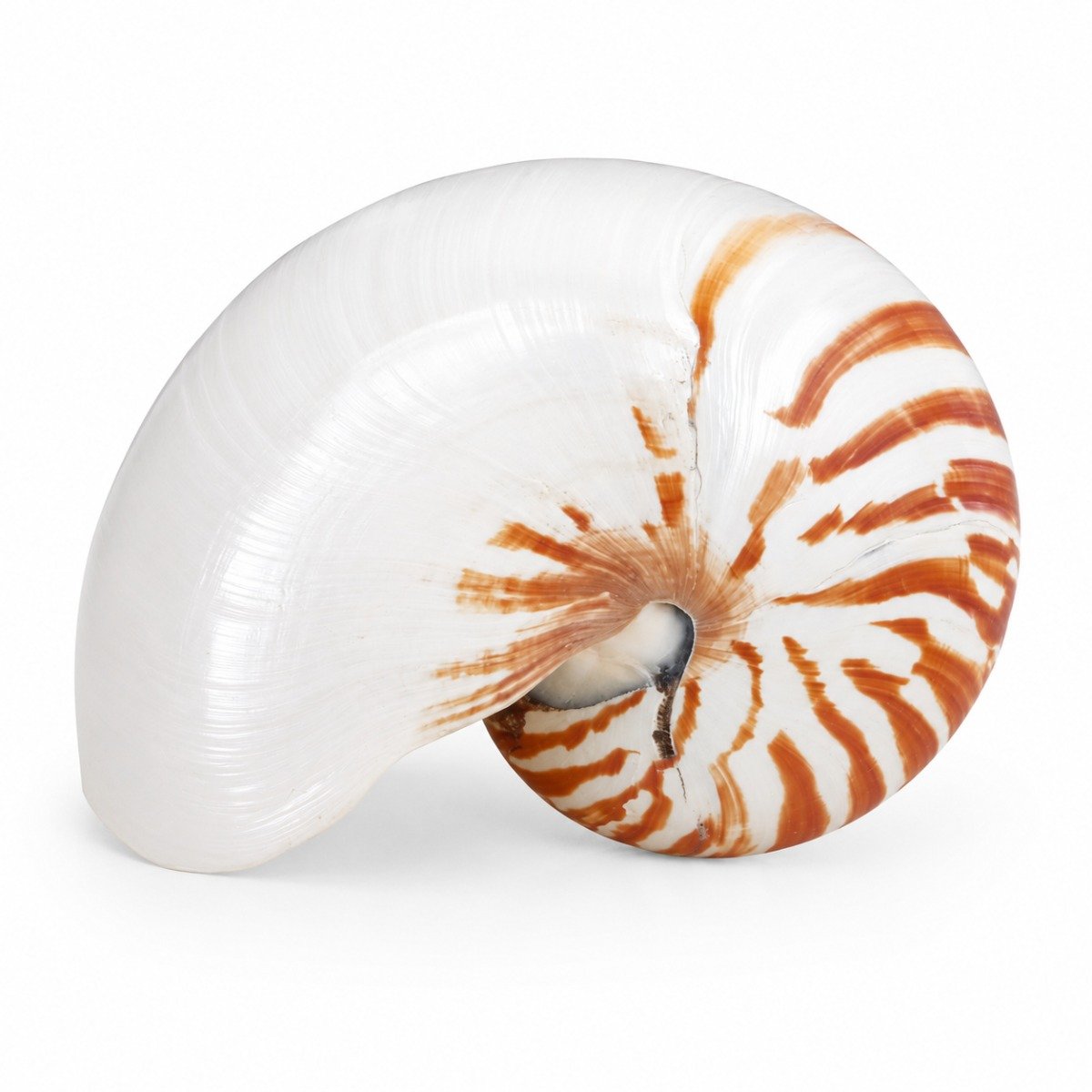 Concha Nautilus Tigre