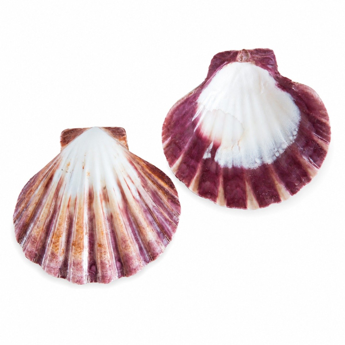 Concha Lyropecten Subnodosus Purpura e Branco Polida