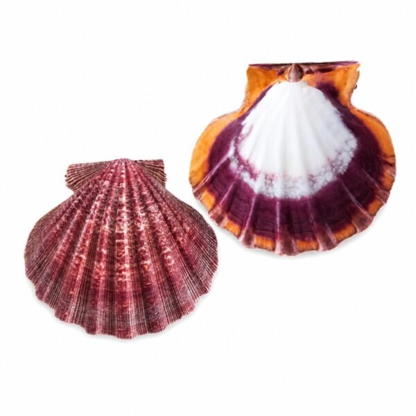 Concha Pecten Lion Paw